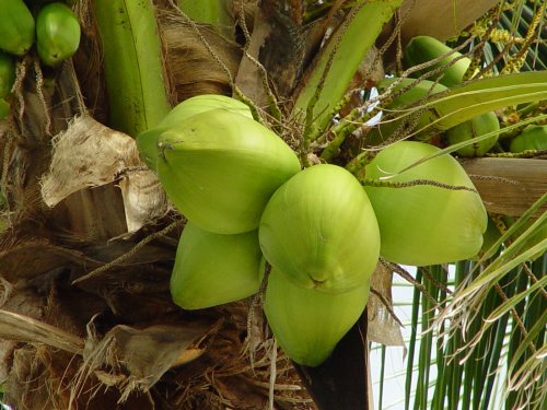 kelapa1